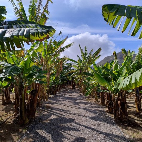 Premium Tour: Olie, Olijven, Rum & Bananen