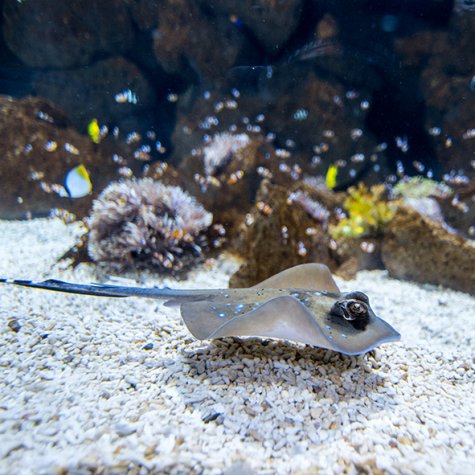 Aquarium Poema del Mar 