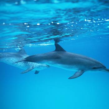 Dolfijnen  zoektocht excursie