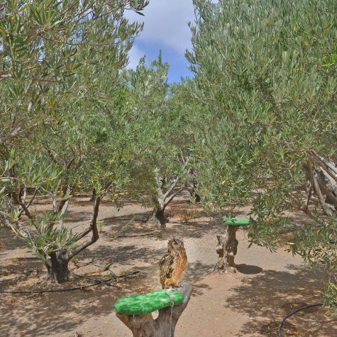 Premium Tour: Olie, Olijven, Rum & Bananen