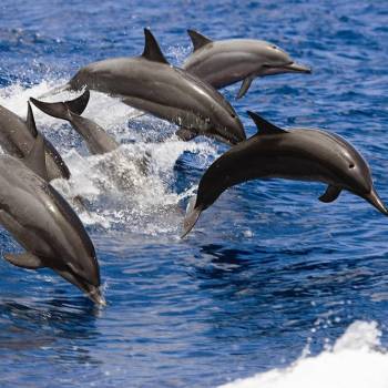 Dolfijnen  zoektocht excursie