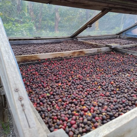 Premium-tour – Koffie, Mojo, rum en bananen