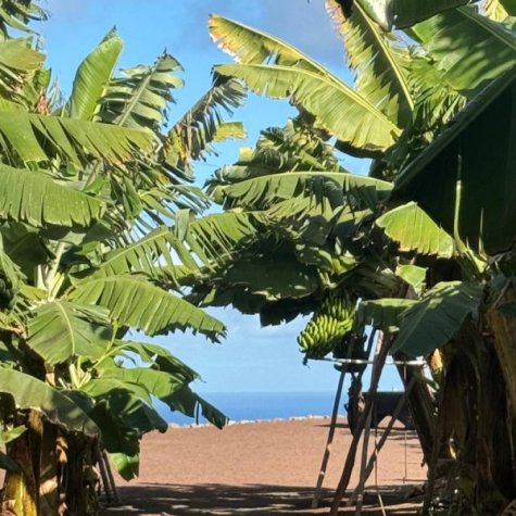 Premium Tour: Olie, Olijven, Rum & Bananen