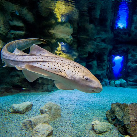 Aquarium Poema del Mar 